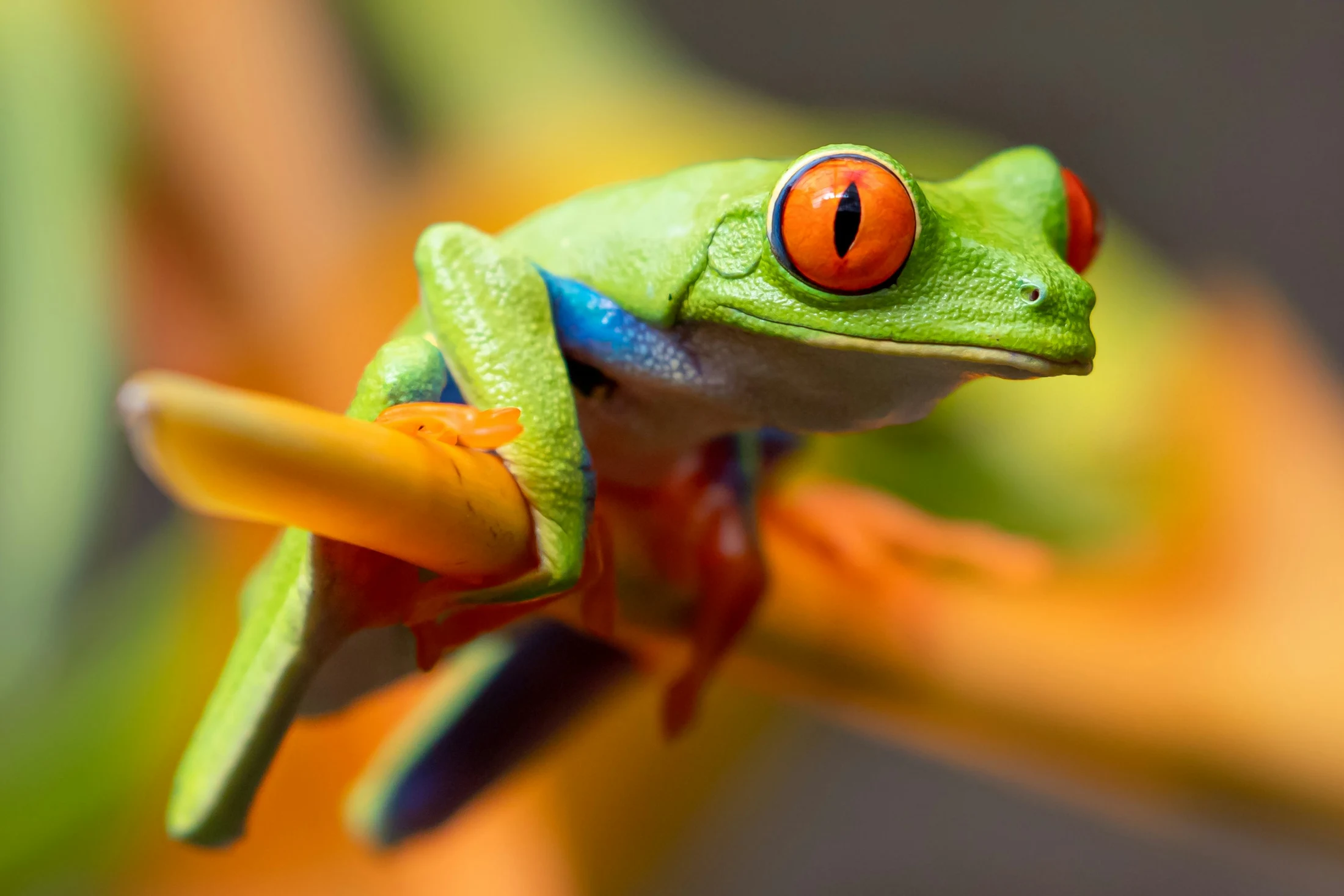 Red-eyed tree frogs after dark