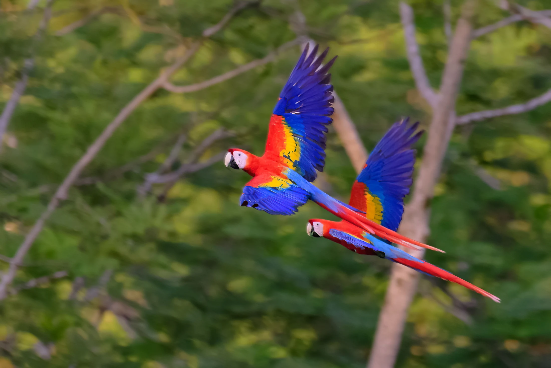 Scarlet macaws of Osa · Costa Rica