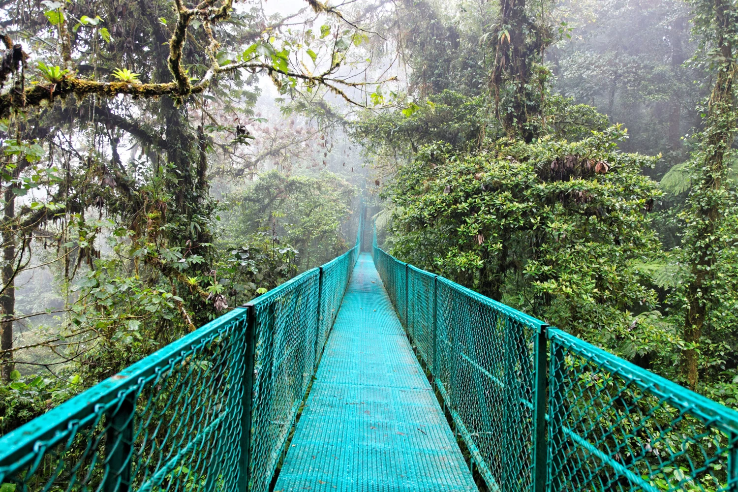 Cloud forest · Costa Rica