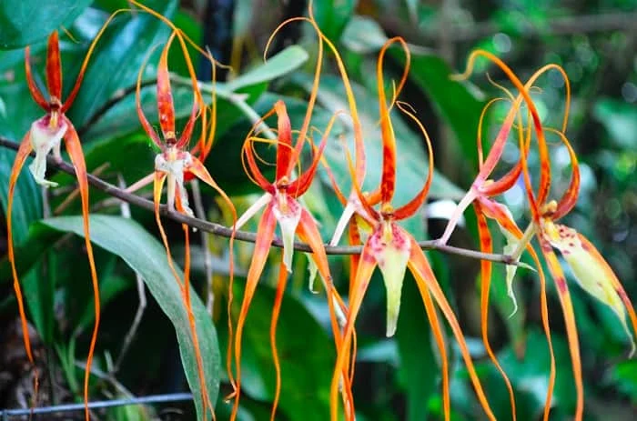Monteverde orchids · Costa Rica