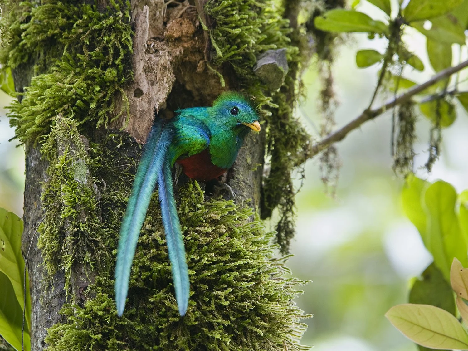 Quetzals & forest · Costa Rica