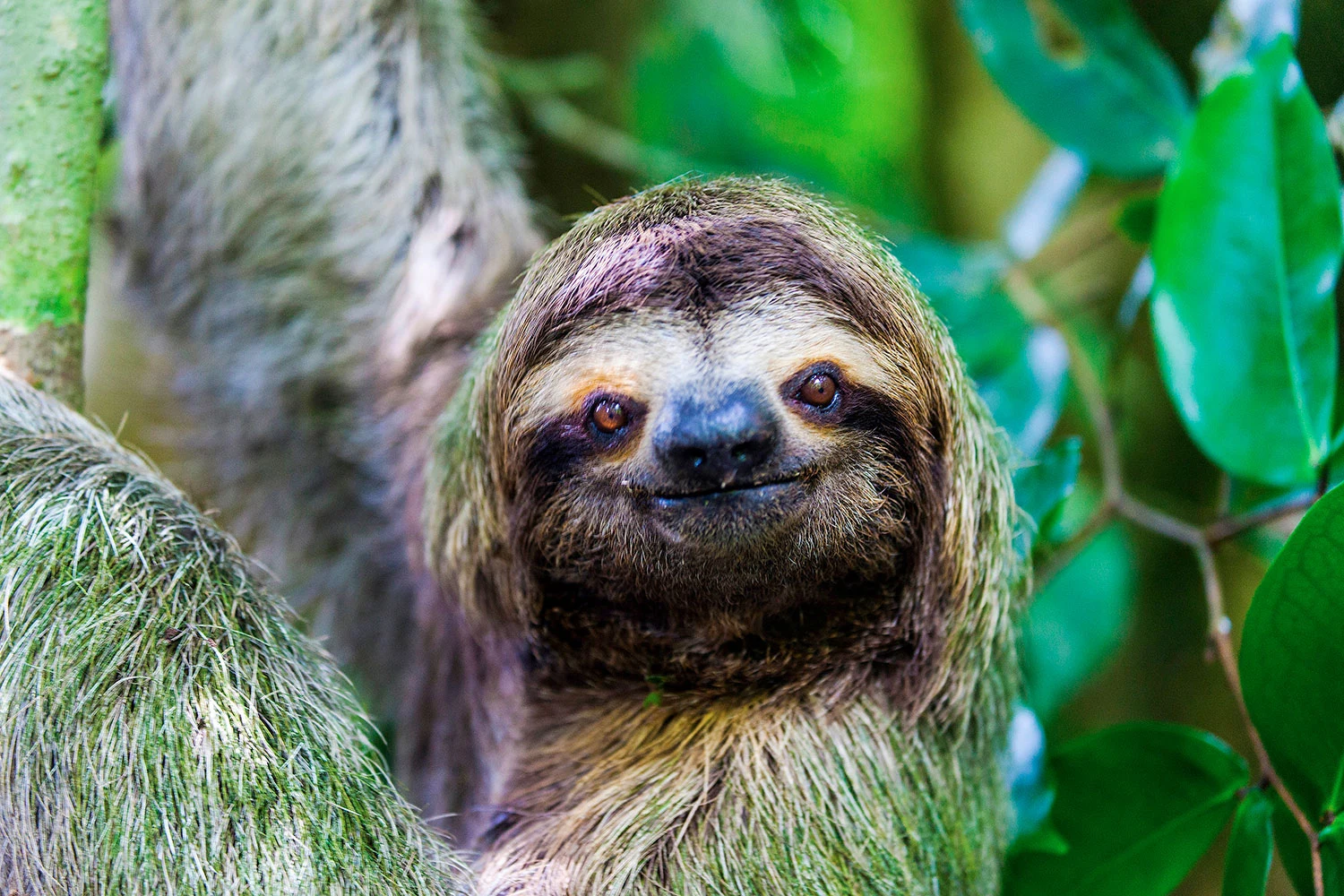Sloths of Costa Rica · Costa Rica
